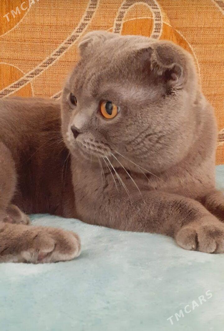 koshka - Дашогуз - img 2