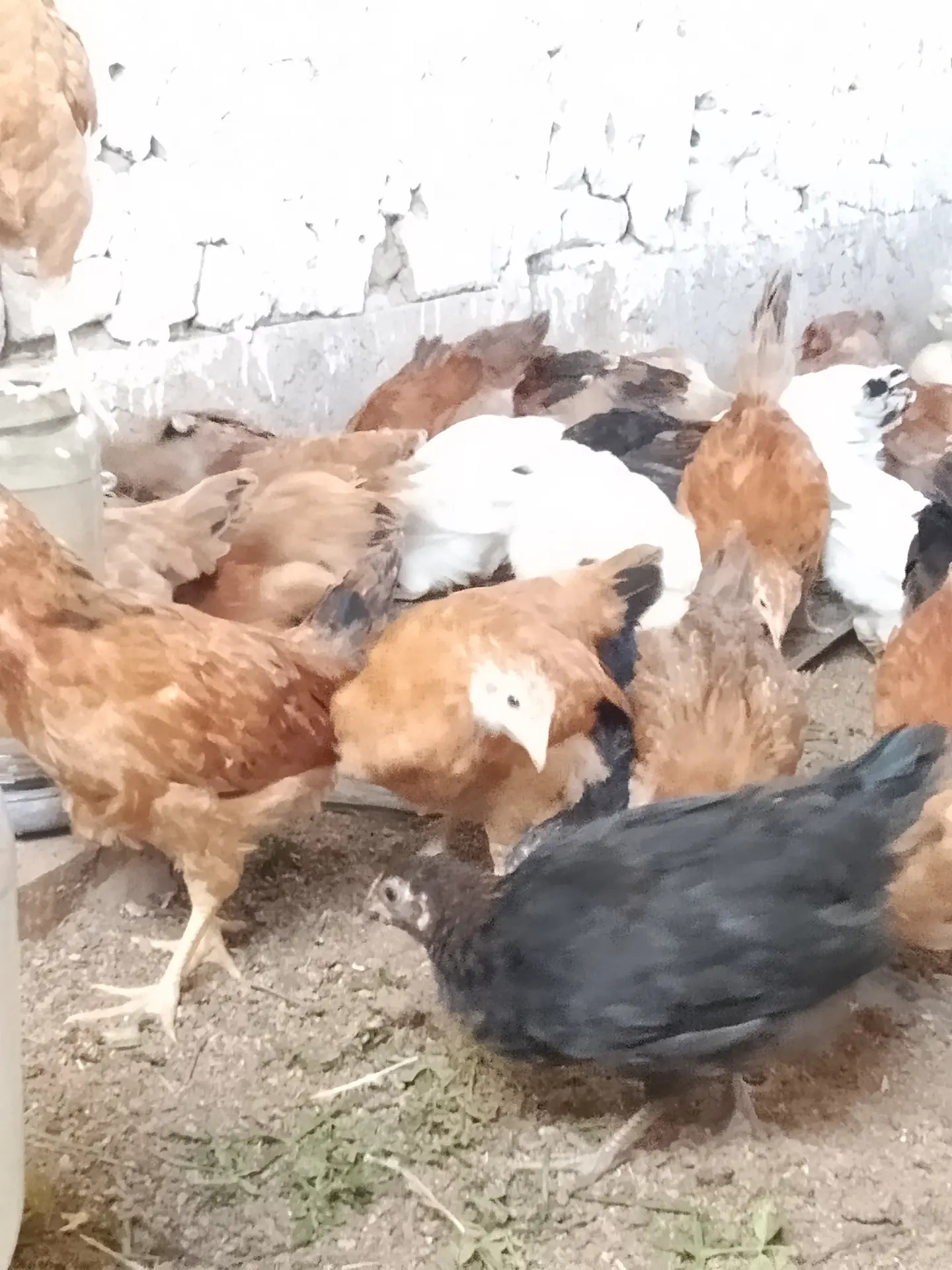 jüýje - Sakarçäge - img 6