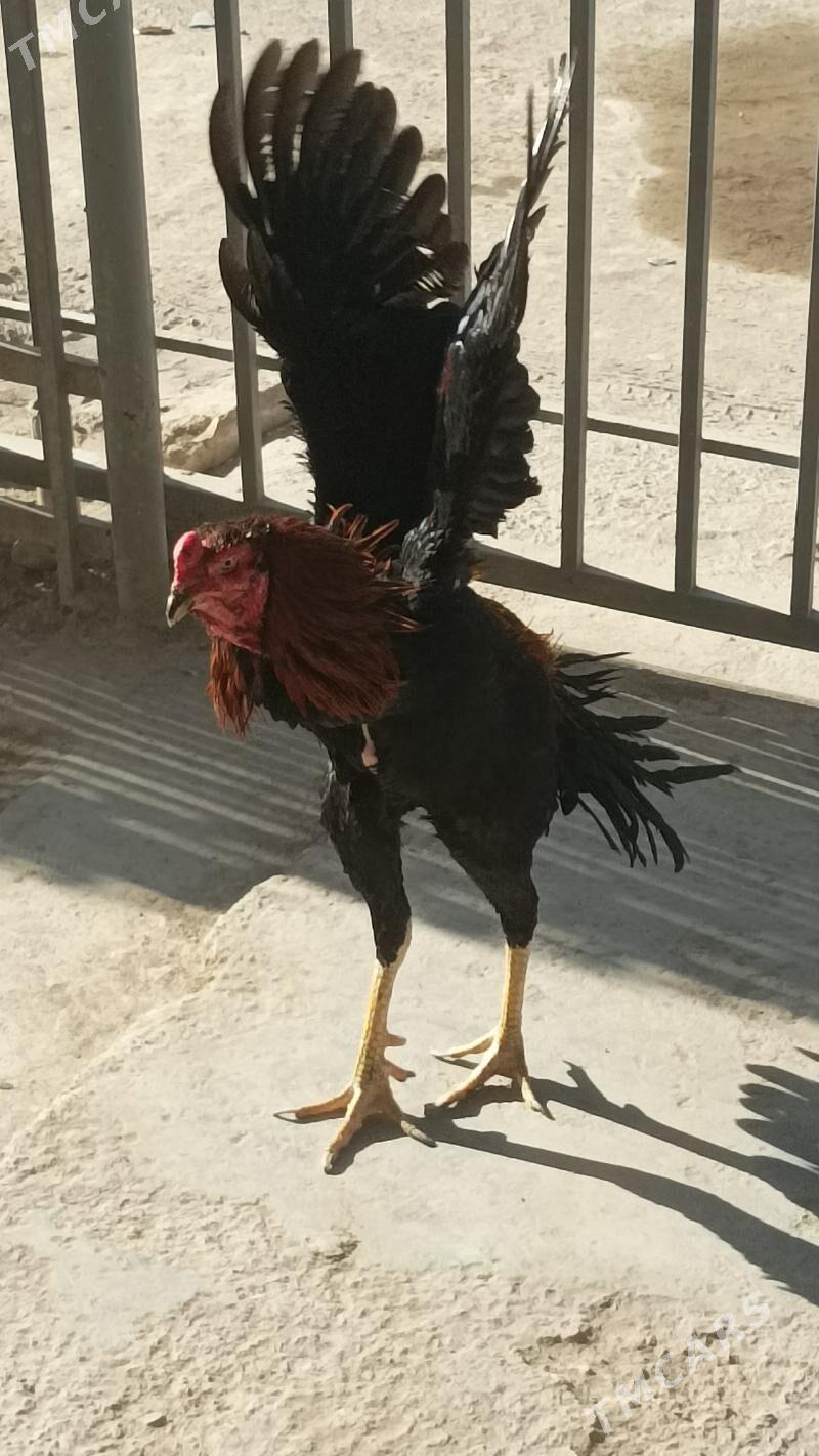 horaz - Дашогуз - img 5