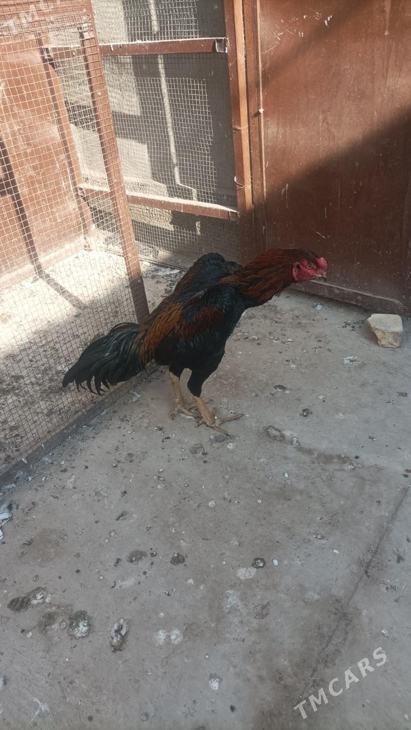 horaz - Дашогуз - img 1