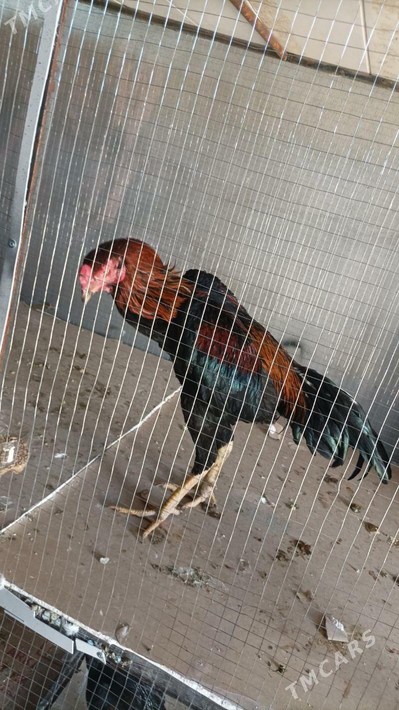 horaz - Дашогуз - img 3