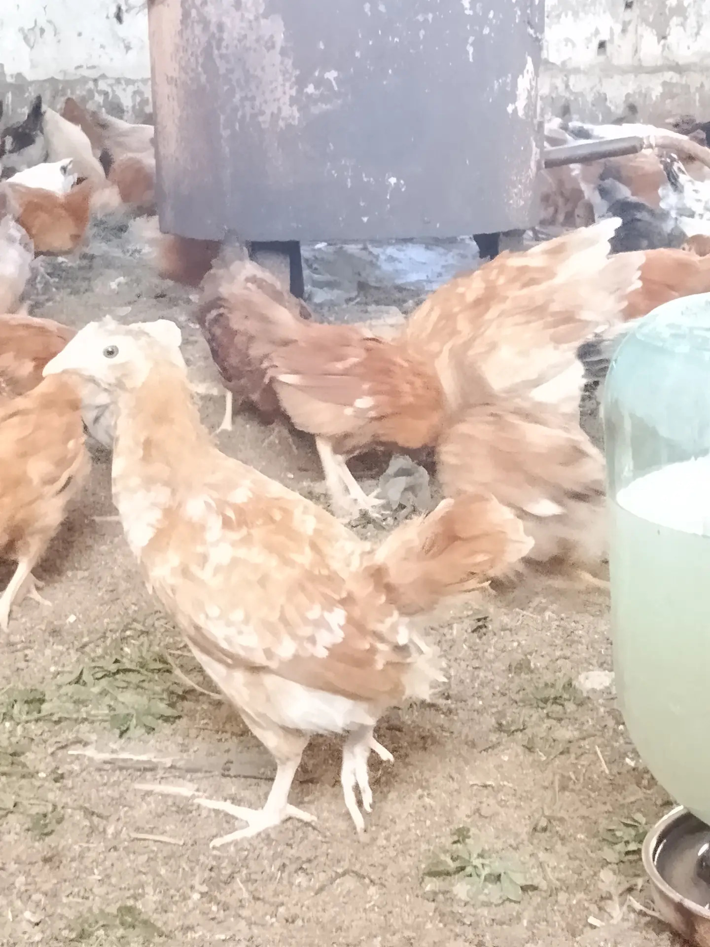 jüýje - Sakarçäge - img 5