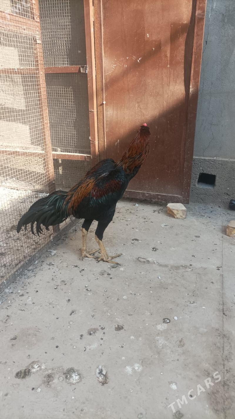 horaz - Дашогуз - img 2