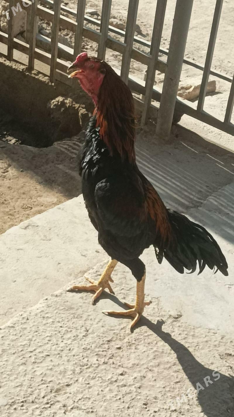 horaz - Дашогуз - img 4