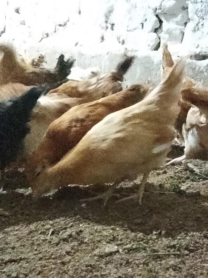 jüýje - Sakarçäge - img 4