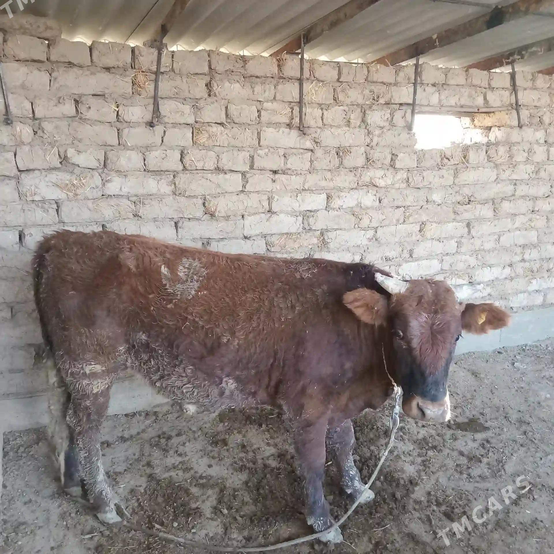 Öküz - Kaka - img 1