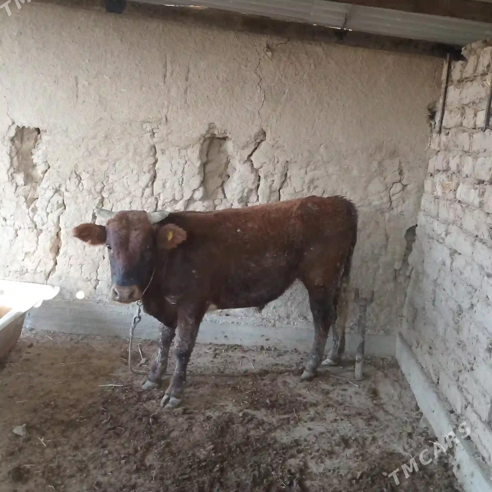 Öküz - Kaka - img 3