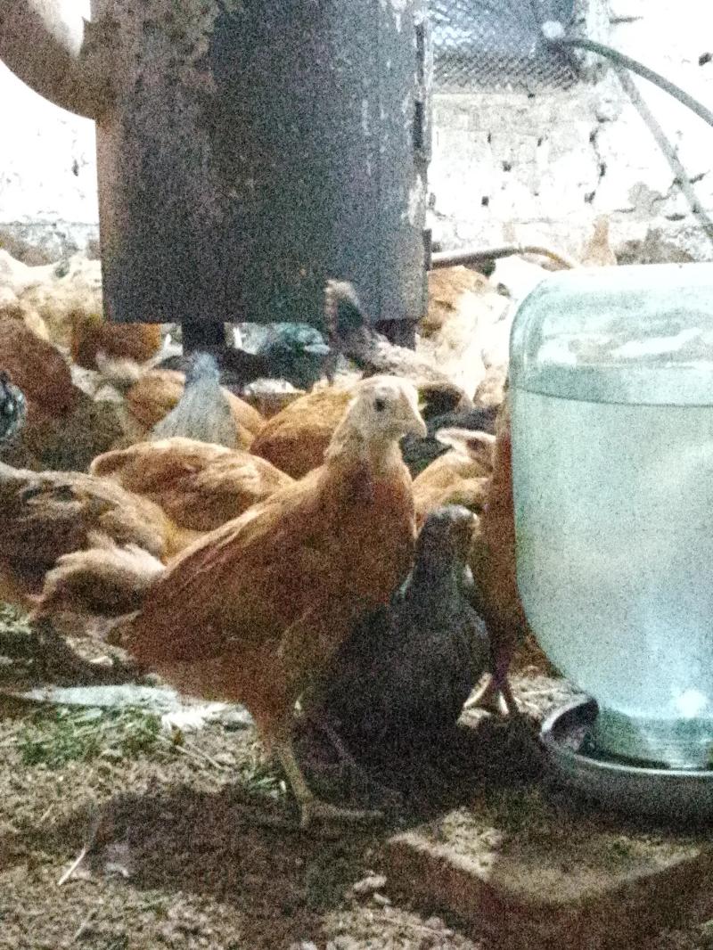 jüýje - Sakarçäge - img 3