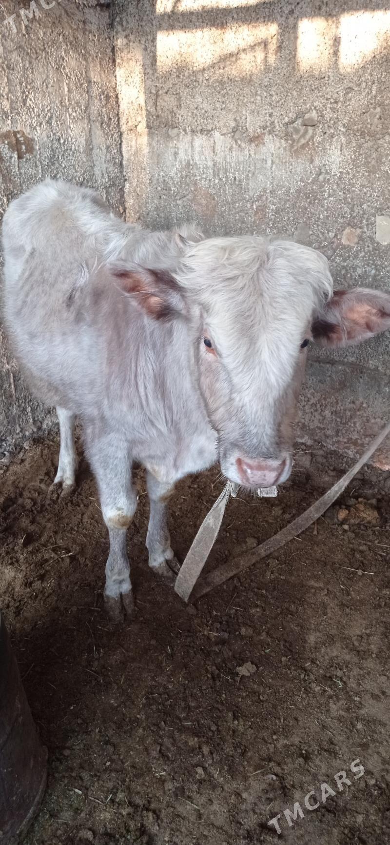 Öküz 1 ŷaşan - Bagyr - img 4