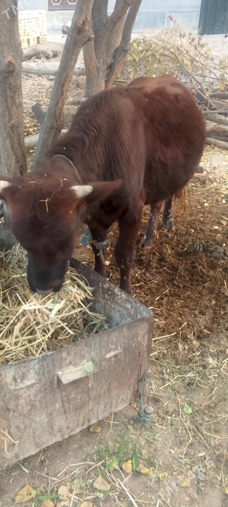 okuz - Dänew - img 2