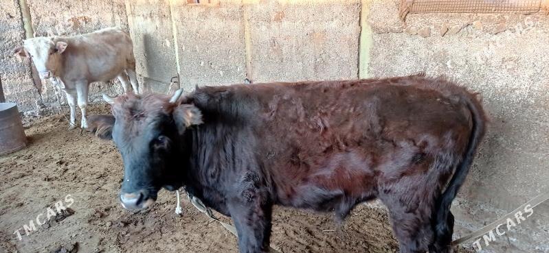 Öküz 1 ŷaşan - Bagyr - img 2