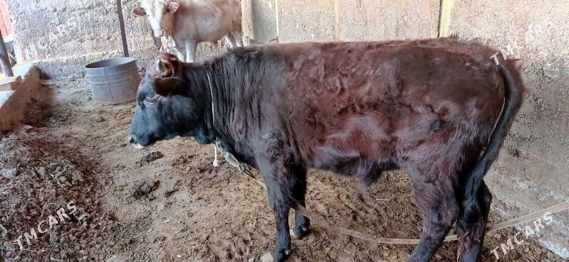 Öküz 1 ŷaşan - Bagyr - img 3