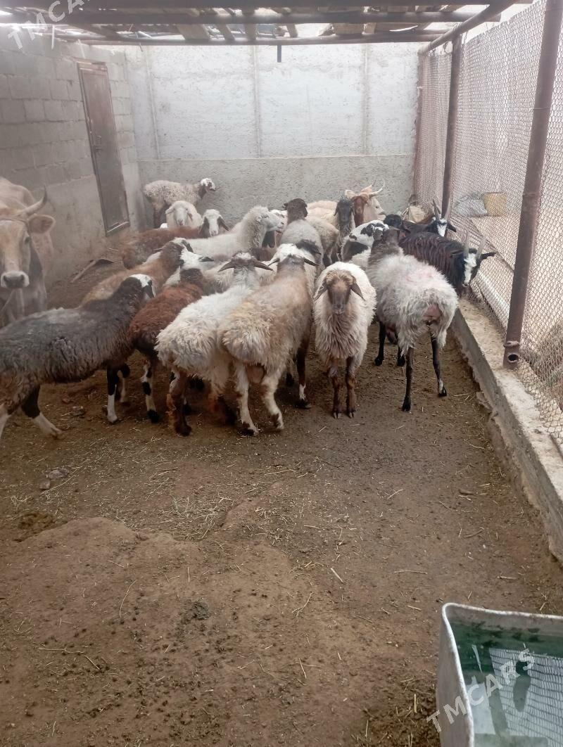 goyun - Gumdag - img 1