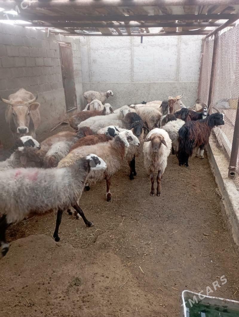 goyun - Gumdag - img 3