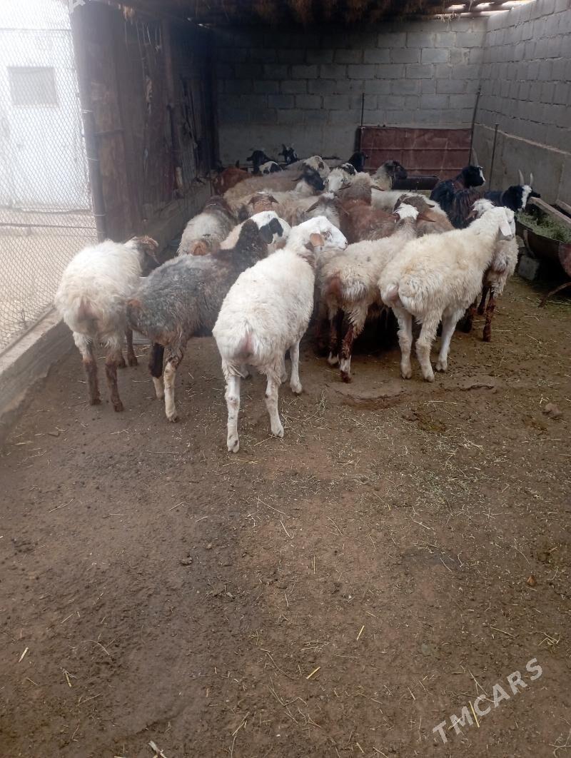 goyun - Gumdag - img 4