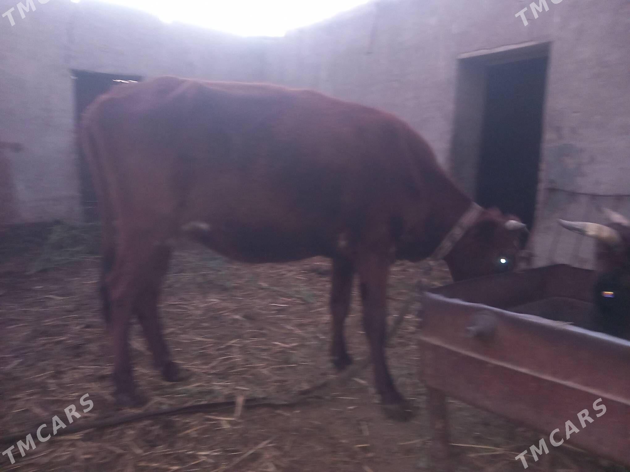 bogoz gysyr - Mary - img 2