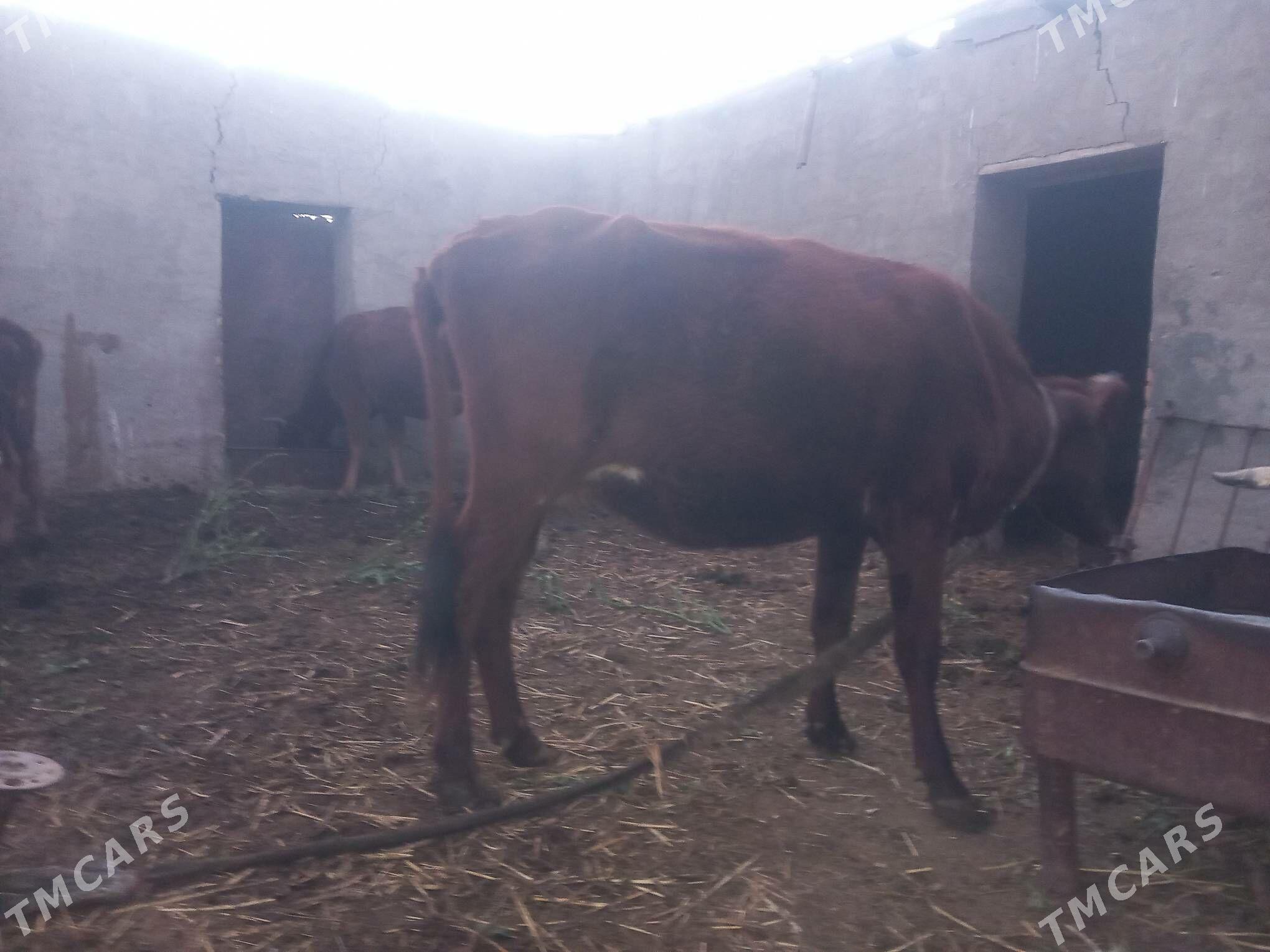 bogoz gysyr - Mary - img 4