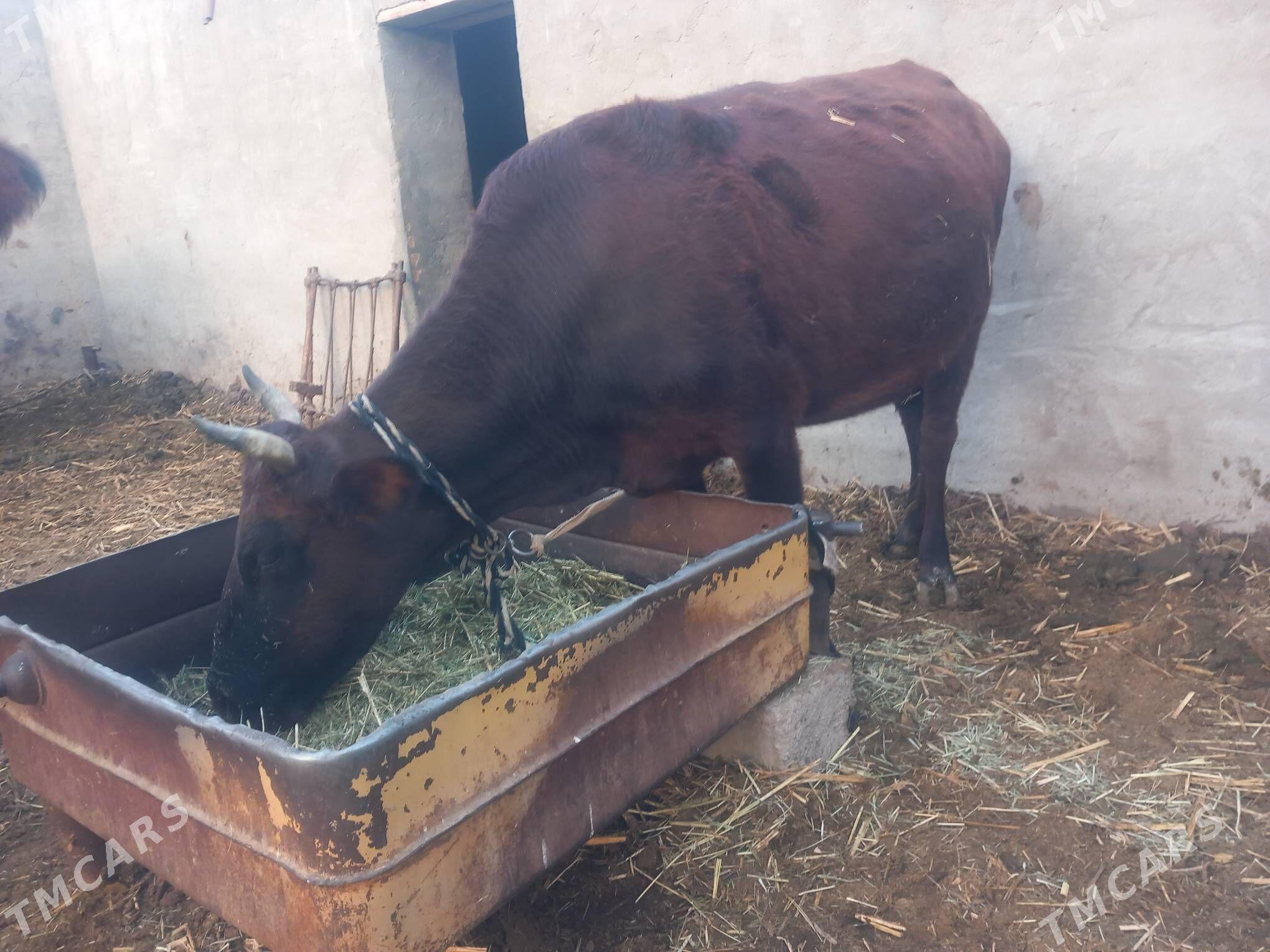 bogoz gysyr - Mary - img 5