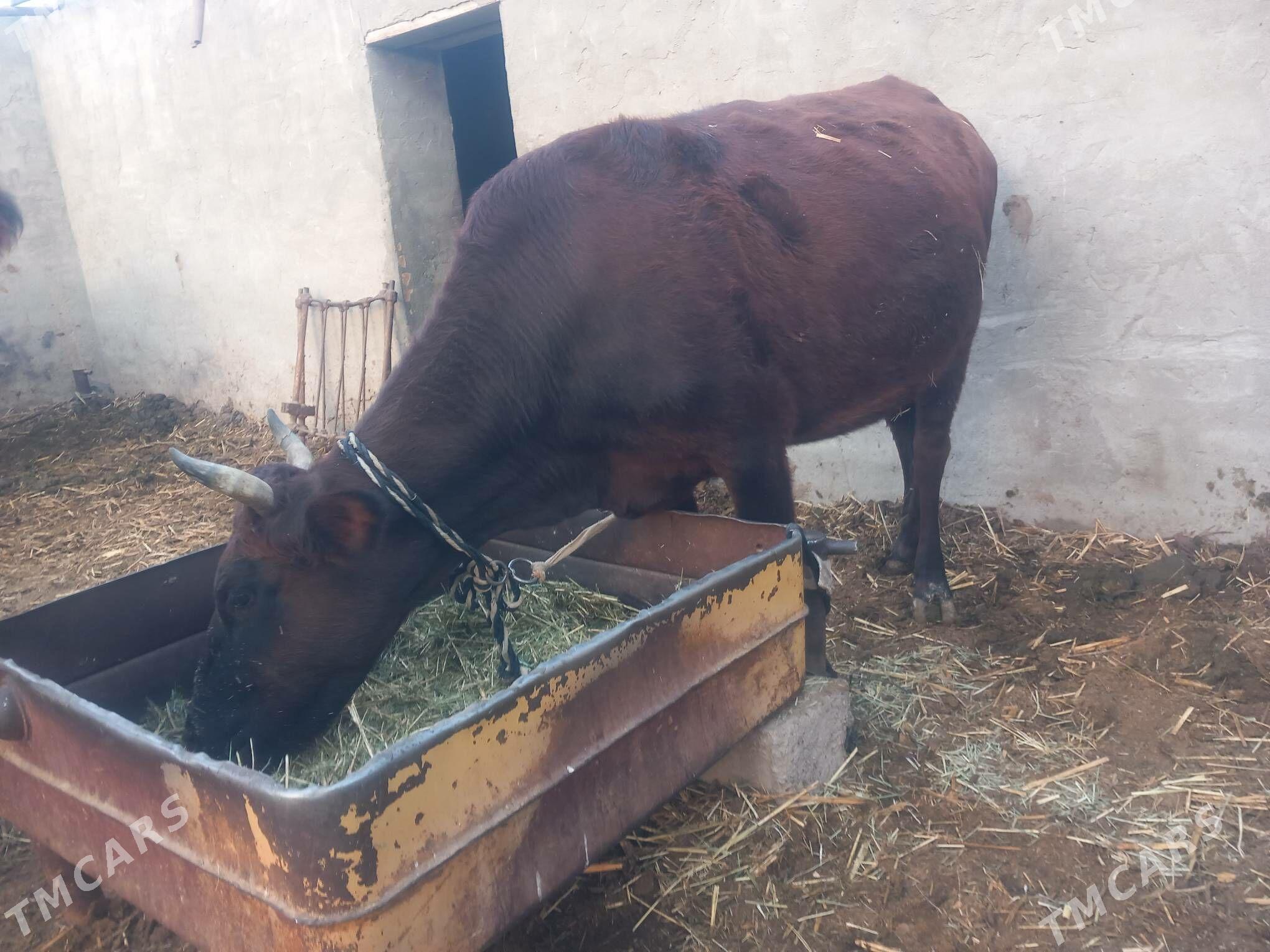 bogoz gysyr - Mary - img 6