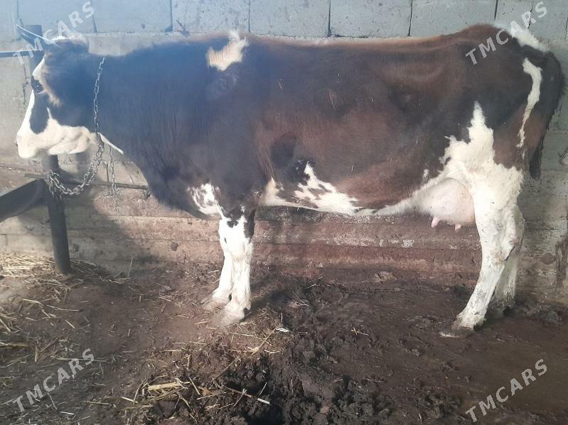 sygyr - Гызыларбат - img 2