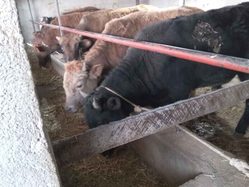 arzan 7.okiz - Бузмеин - img 3