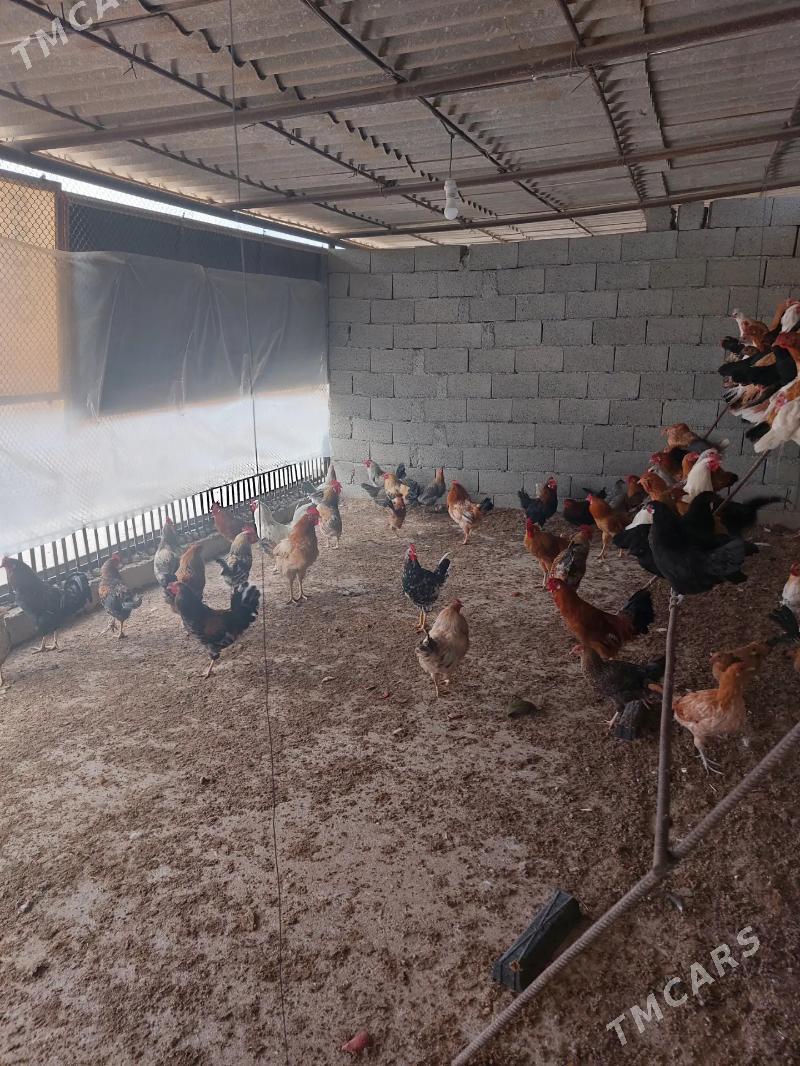 Horazlar 10 ay bolan - Гызыларбат - img 2