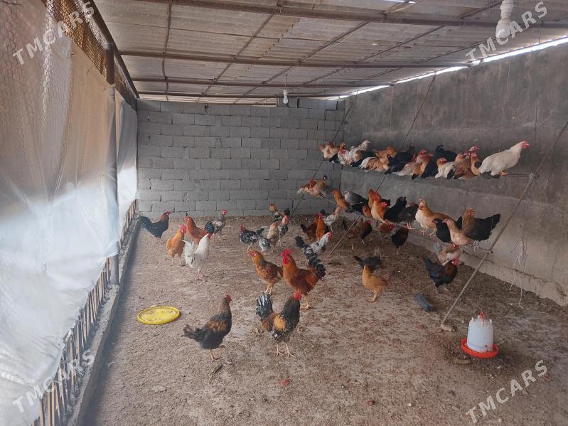 Horazlar 10 ay bolan - Гызыларбат - img 1