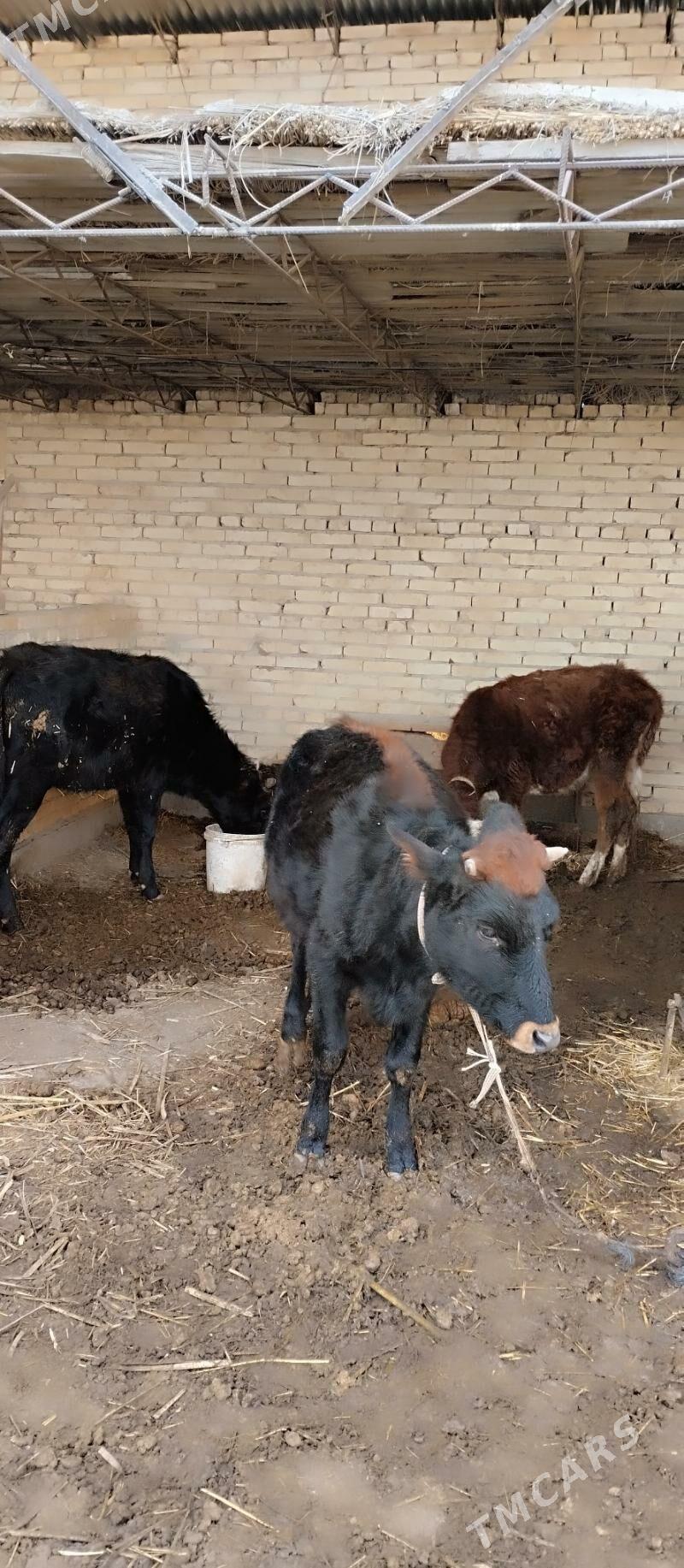 Unajyn - Türkmenabat - img 2