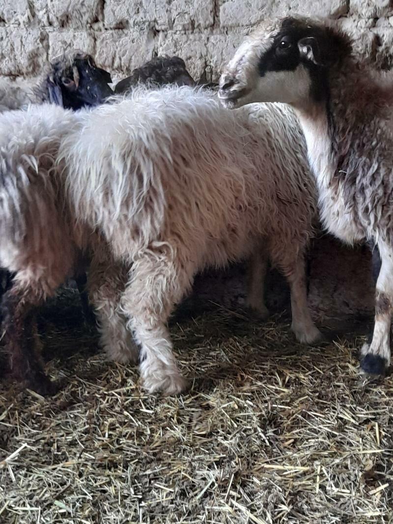 Bogaz goyunlar - Бахарден - img 5