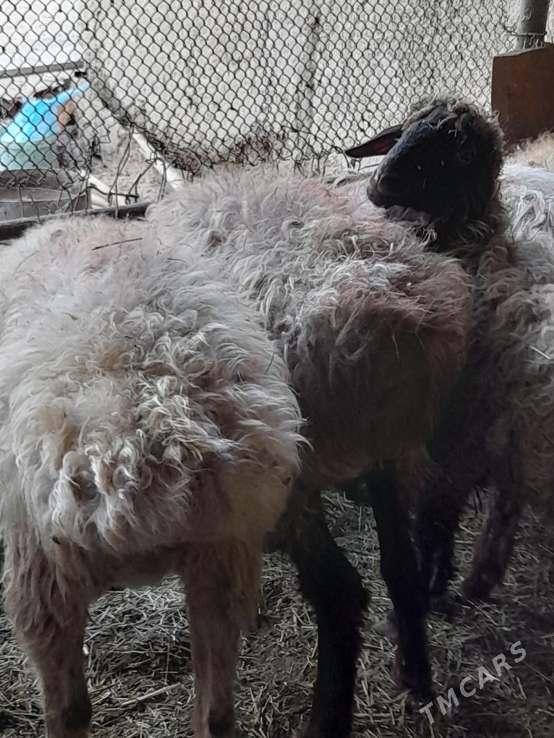 Bogaz goyunlar - Бахарден - img 4