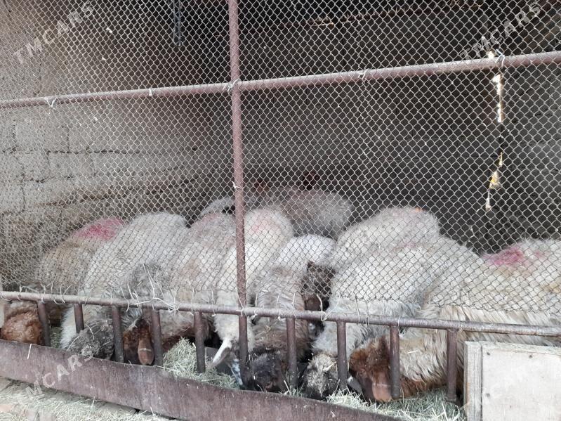 Bogaz goyunlar - Бахарден - img 2