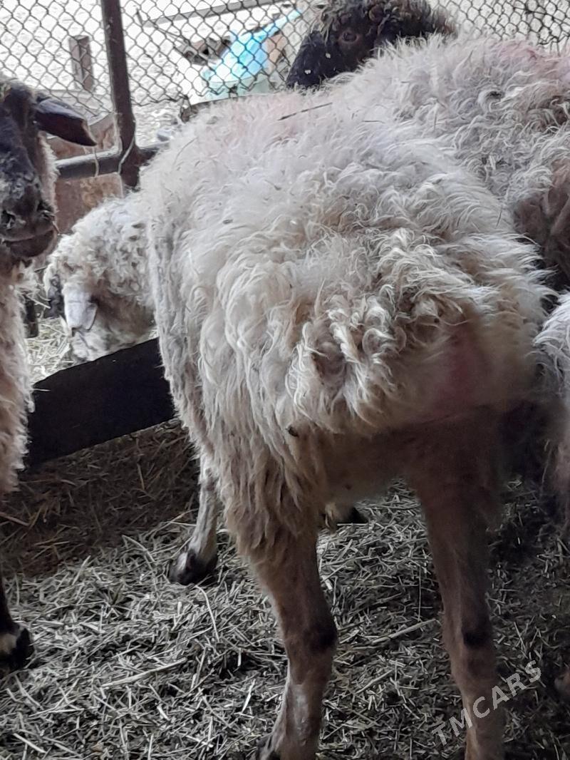 Bogaz goyunlar - Бахарден - img 3