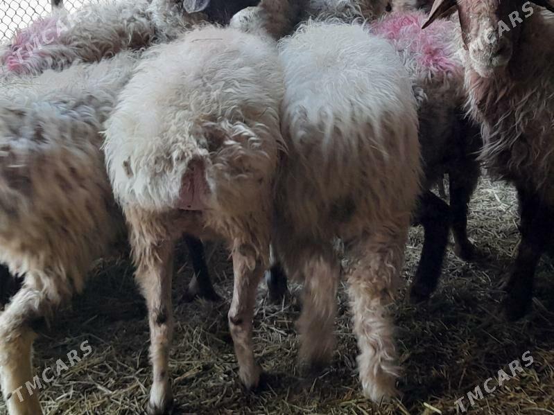 Bogaz goyunlar - Бахарден - img 7