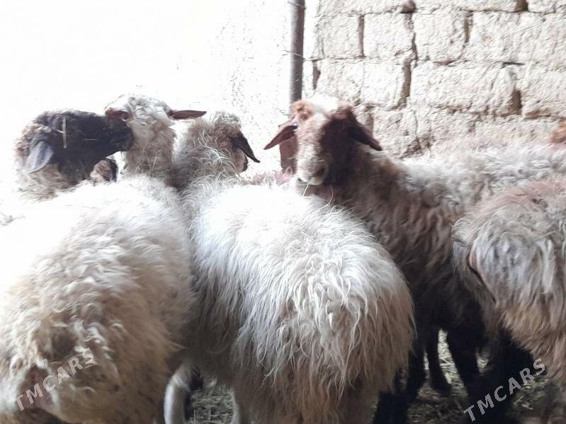 Bogaz goyunlar - Бахарден - img 6