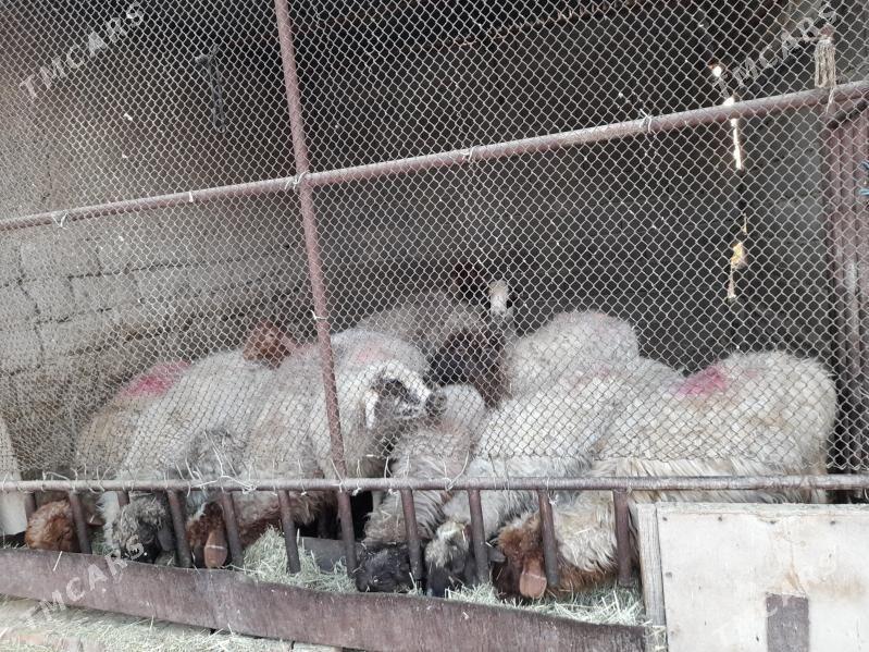 Bogaz goyunlar - Бахарден - img 1