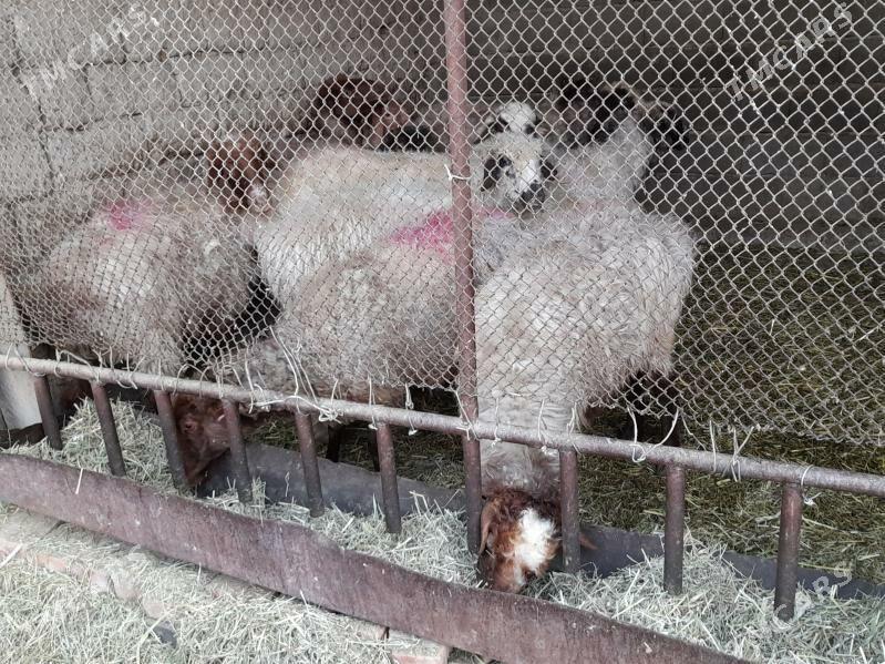 Bogaz goyunlar - Бахарден - img 8