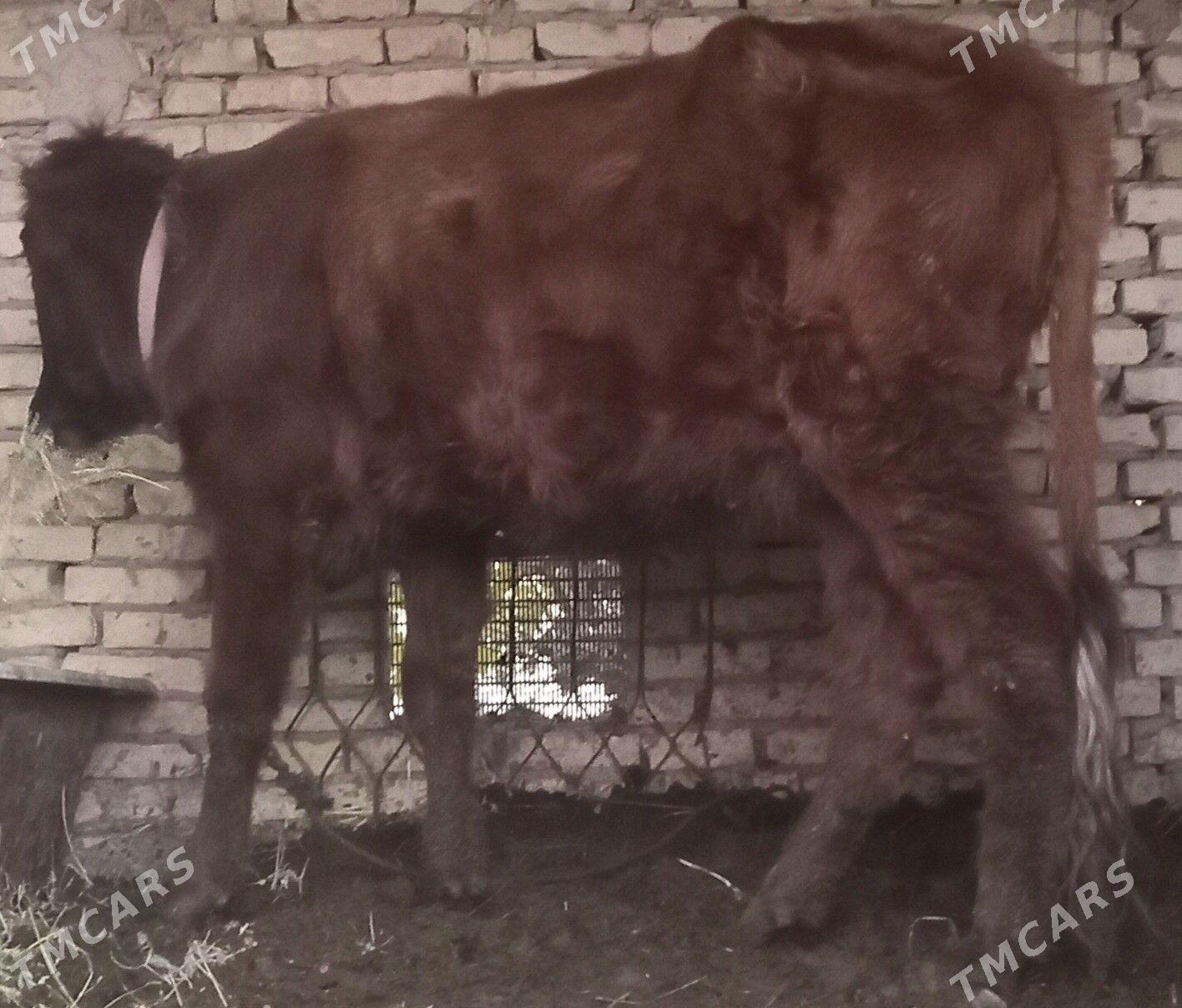 unajyn - Çärjew - img 2