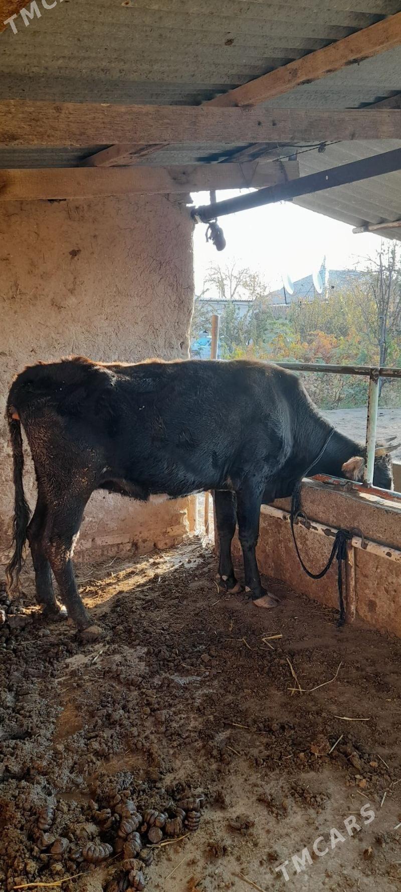 Gysyr sygyr - Babadaýhan - img 2