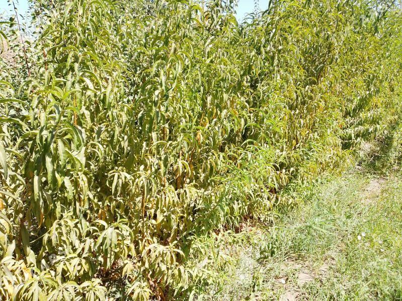 Sapylan nahal - Сакарчага - img 6