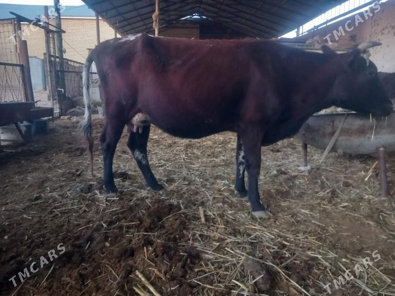 bogoz.gysyr. - Векильбазар - img 4