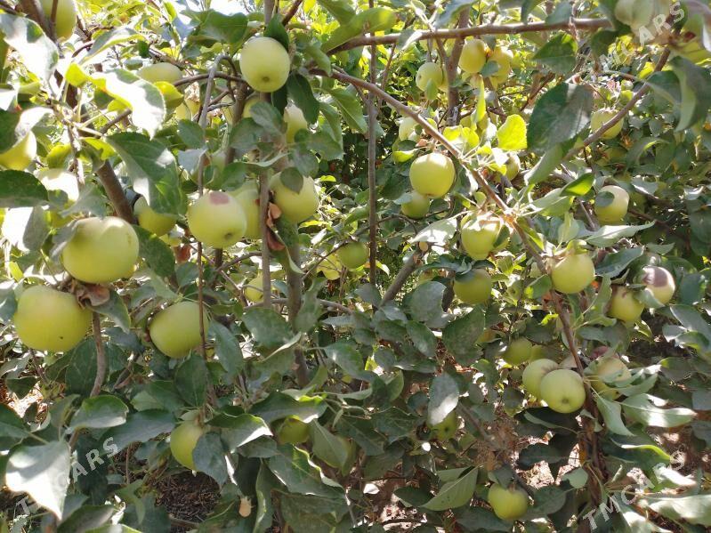 Sapylan nahal - Сакарчага - img 5