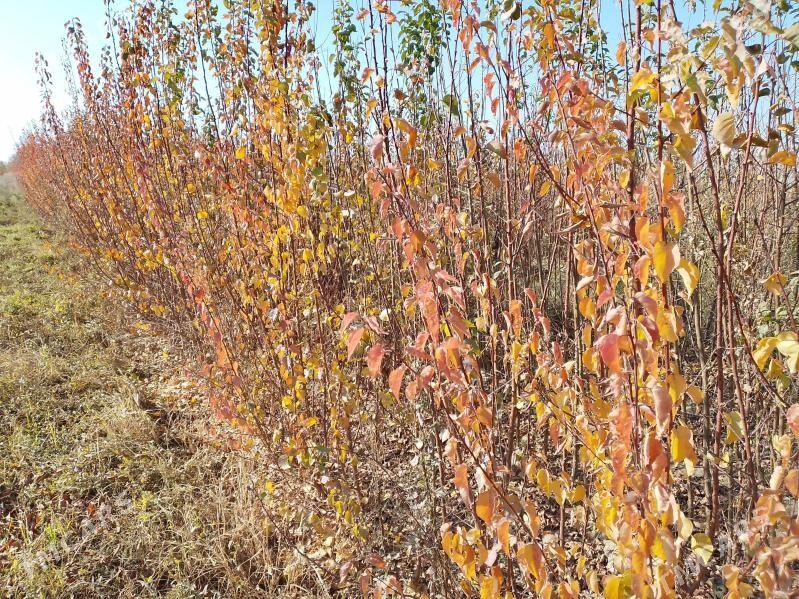 Sapylan nahal - Сакарчага - img 2