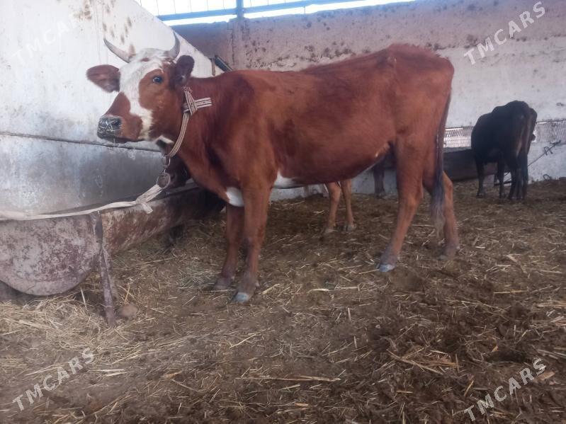 bogoz.gysyr. - Векильбазар - img 2