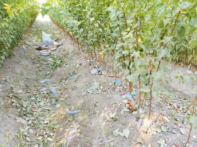 Sapylan nahal - Сакарчага - img 4