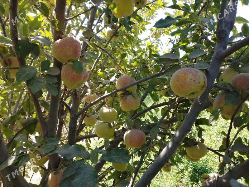 Sapylan nahal - Сакарчага - img 3