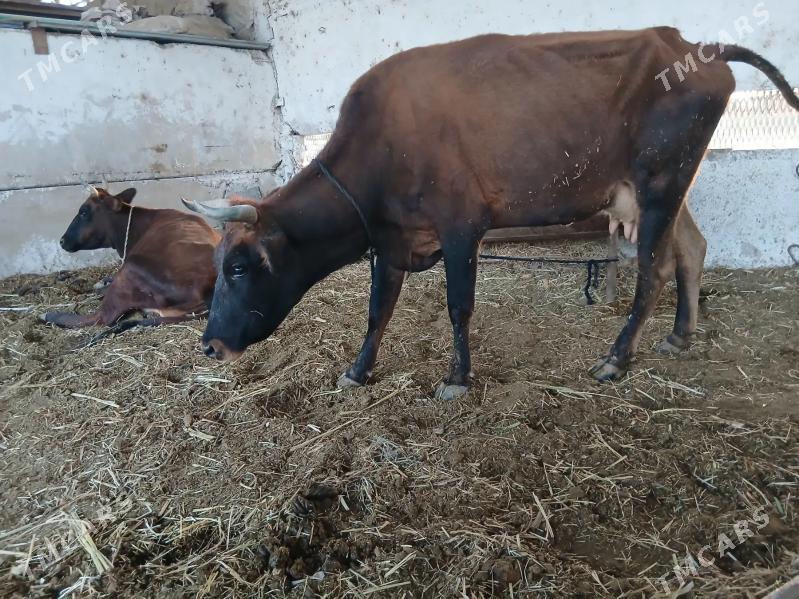 bogoz.gysyr. - Векильбазар - img 6