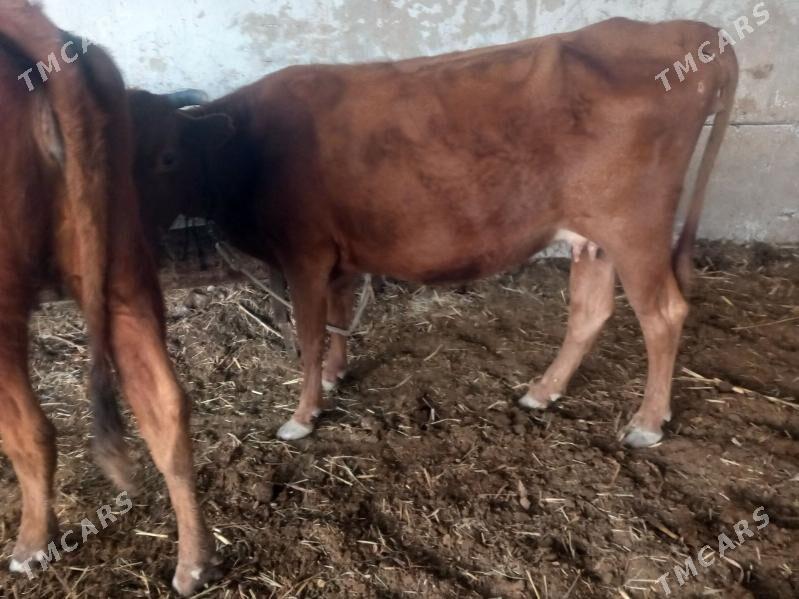 bogoz.gysyr. - Векильбазар - img 3