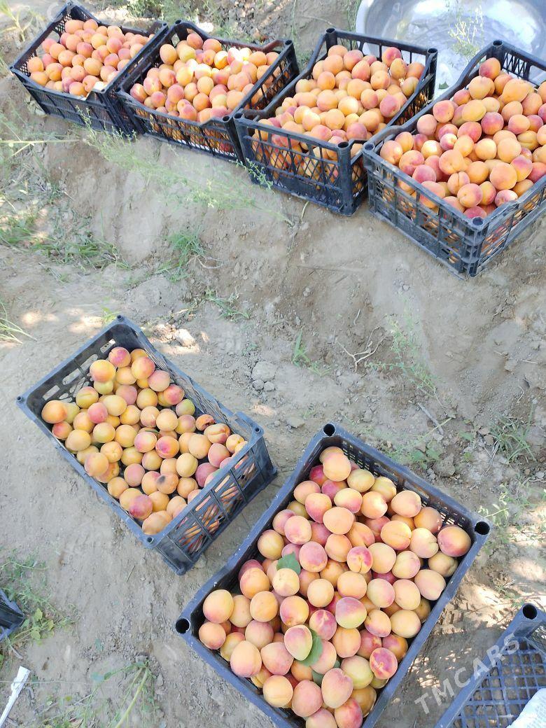 Sapylan nahal - Сакарчага - img 7