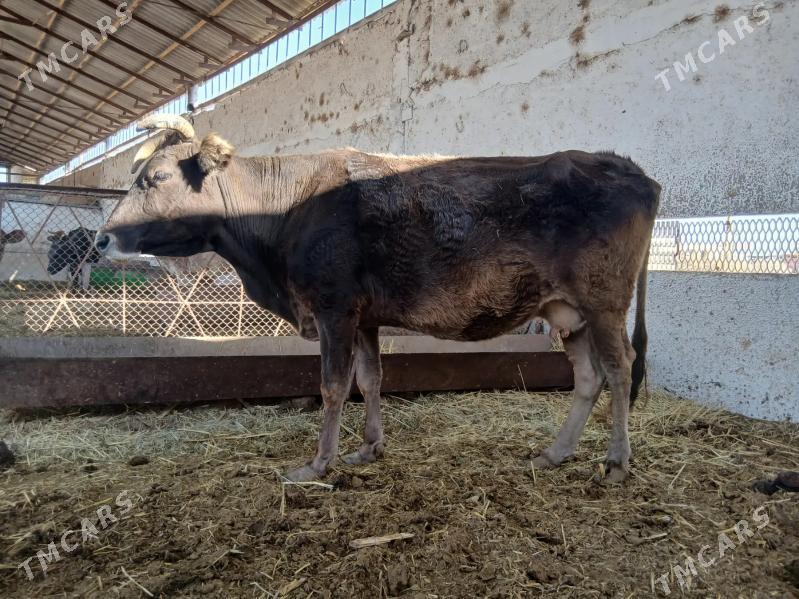 bogoz.gysyr. - Векильбазар - img 5