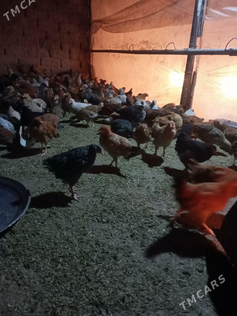 Juje - Теджен - img 2